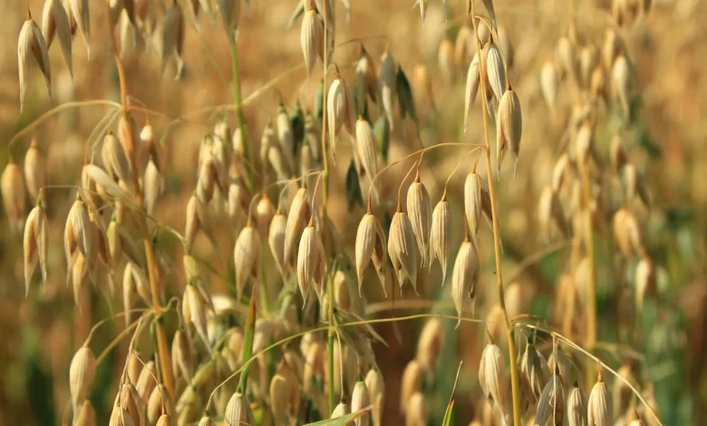 Oats Cultivation In India - Benefits & Different Varieties