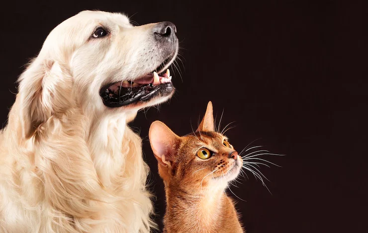 dog and cats as a pet